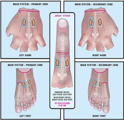 adrenal gland 1 (2) Sujok adrenal