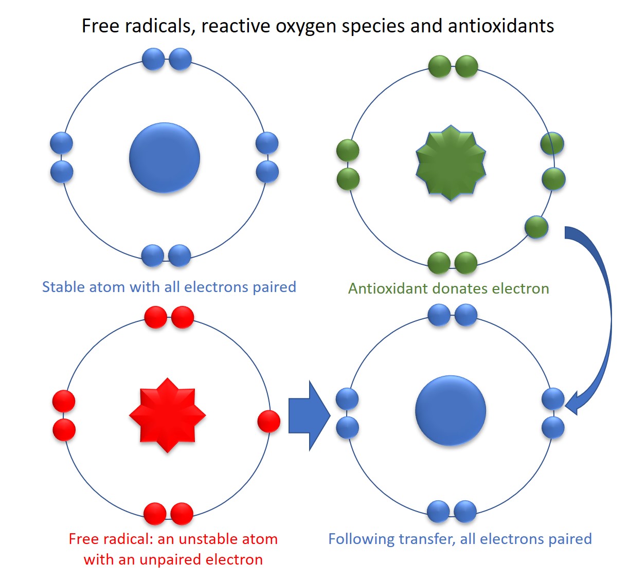Free-radicals-reactive-oxygen-species-anti-oxidants