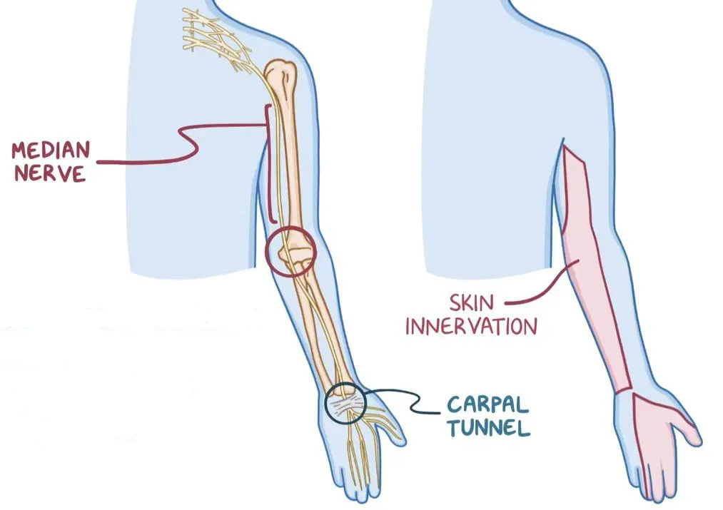 Median nerve pathway Median nerve pathway